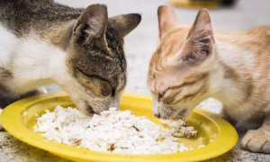 猫咪为什么吃米饭会吐
