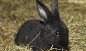 中华黑兔能活多久