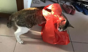 猫咪为什么喜欢红色灯光呢