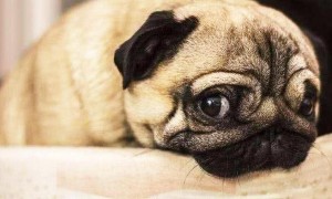 为什么狗狗在家会流泪呢