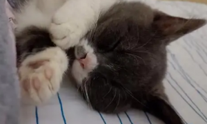 猫咪睡觉身子抖动是什么原因