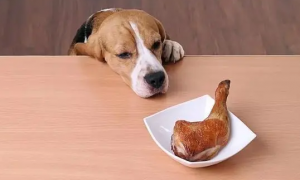狗狗不会吃主食的原因是什么
