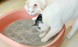 猫咪老是挖猫砂什么意思