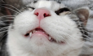猫的牙齿为什么是尖的