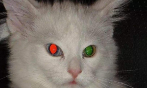 拍猫咪眼睛会发光的原因
