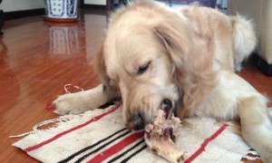 狗能吃兔骨头吗