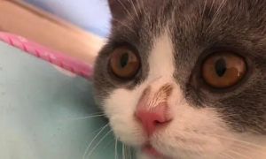 猫咪鼻子容易受伤吗为什么呢