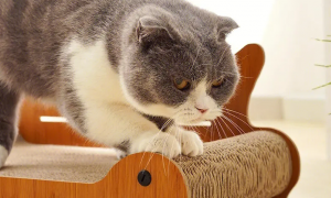 猫抓板是干嘛的