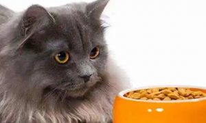 为什么猫咪不爱猫粮了