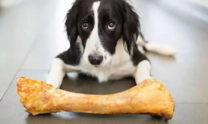请问狗狗为什么要吃骨头呢