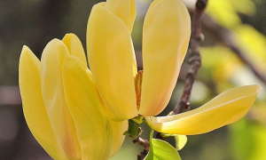 黄鸟玉兰花图片欣赏