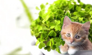 猫咪可以吃四叶草吗