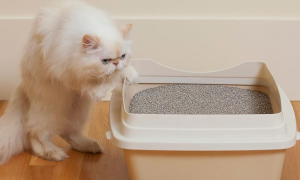 猫咪为啥会用猫砂