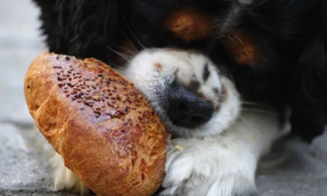 狗狗吃面包为什么不咀嚼呢