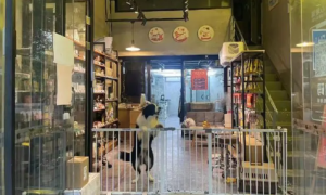 上海宠物店寄养价格