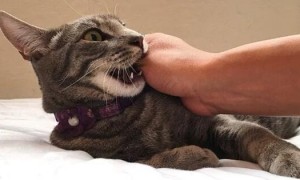 猫咪老是咬人是为什么呢