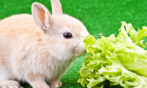 成年兔吃什么草