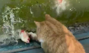 猫咪为什么抓鱼呢