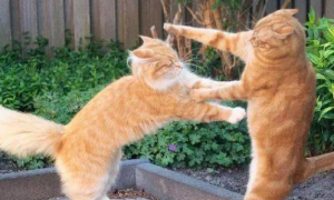 为什么猫咪见面就吵架