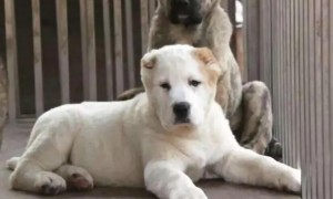 出售中亚犬价格 400斤的图片