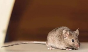 老鼠为了自救咬断自己尾巴