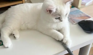 猫咪为什么要做作业的原因