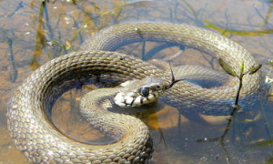 野生水蛇是保护动物吗