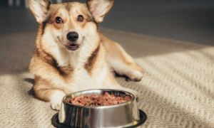 如何让狗自己学会吃狗粮的方法