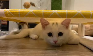 猫咪为什么喜欢趴床底