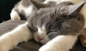 猫咪睡觉也会做梦吗
