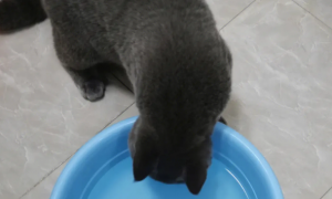 猫咪喝西浇水是为什么