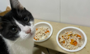 猫咪为什么断粮不吃