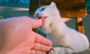 猫咪为什么会舔主人的手