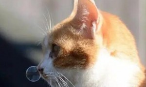 猫咪鼻子为什么长水泡呢