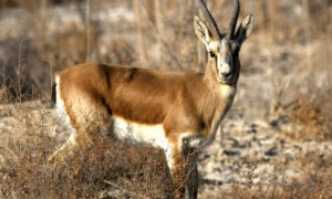 新疆的国家保护野生动物名单