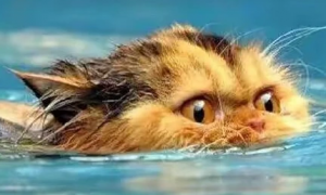 猫咪在水里为什么会动来动去