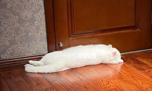 猫咪为什么在房间门口睡觉呢
