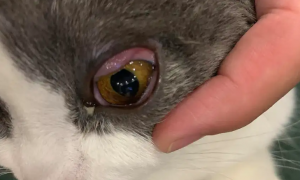 猫为什么眼睛红红的