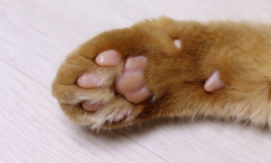 猫咪脚为什么不能磨平呢