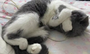 猫咪为什么睡觉不正常呢