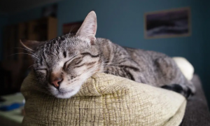 为什么声音吸引猫咪睡觉呢