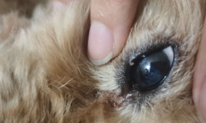 狗狗眼睛长个像麦粒肿的东西