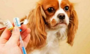 家养宠物狗不打疫苗可以吗视频