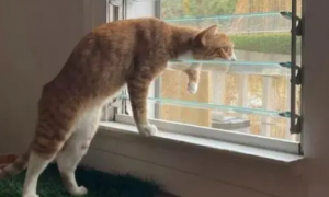猫咪爬窗不跳是为什么原因