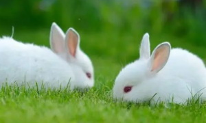 一个妈生的兔子可以繁殖吗