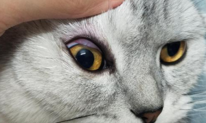 猫咪眼睛出水是怎么回事