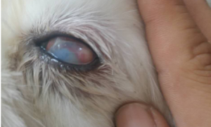 猫抓狗眼睛有白膜能恢复吗