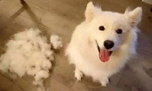 冬天狗为什么会掉毛