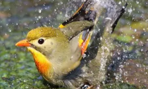 宠物鸟能洗澡吗