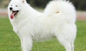 白色宠物狗品种有哪些种类